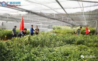 中国苗木信息网站  中国苗木信息网站，连接苗木产业，助力行业发展，中国苗木信息网站助力行业发展--第1张