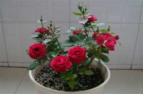 玫瑰花保鲜20天  玫瑰花保鲜20天--第1张