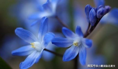 雪光花花语  雪光花的花语，纯洁与希望--第1张