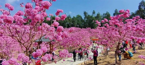 世界上最吉利好运的花  世界上最吉利好运的花--第1张