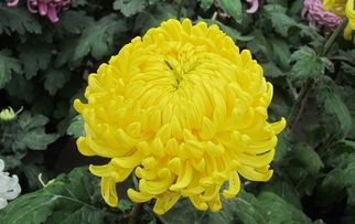 菊花代表什么精神品质  菊花代表什么精神品质--第1张