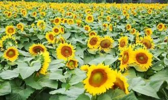 太阳花十大品种  太阳花十大品种--第1张