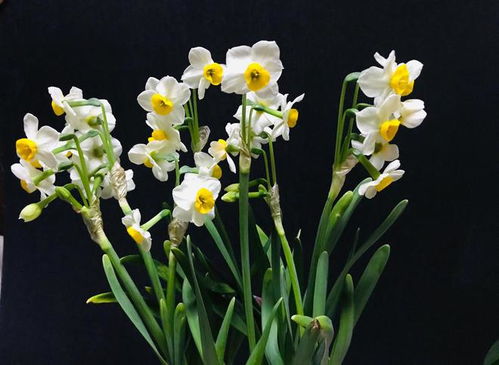 水仙花代表什么  水仙花代表什么--第1张