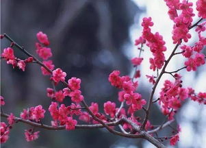 梅花的象征意义写一段话  梅花象征意义，坚韧、高雅与希望的象征--第1张