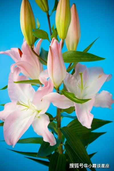 百合花真实图片  百合花真实图片，美丽与优雅的完美结合，百合花真实图片，优雅与美丽的完美融合--第1张