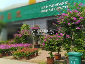 成都鲜花批发市场在哪里  成都鲜花批发市场在哪里--第1张