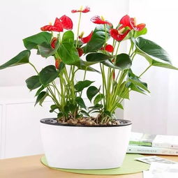 红掌花的养殖技巧方法  红掌花的养殖技巧方法--第1张