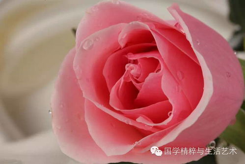 各种玫瑰花的寓意及象征  玫瑰花的寓意与象征，各种玫瑰花的解读--第1张