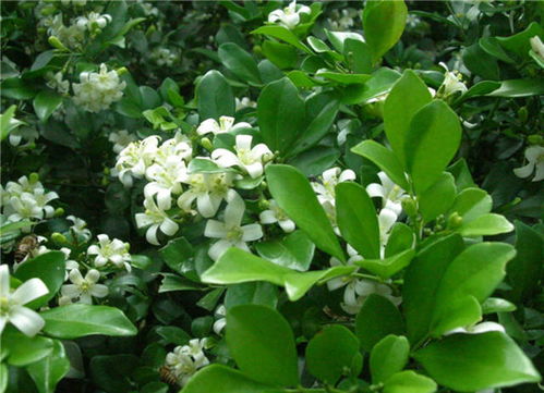 植物大全100种  植物大全100种--第1张