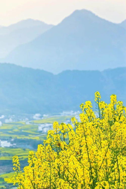 十二个月花的顺序  十二个月花的顺序--第1张