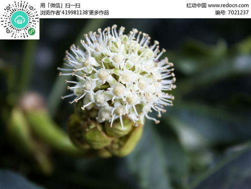 花卉大全500种图片  花卉大全500种图片，花卉大全高清图片欣赏，500种美丽花卉的美丽绽放--第1张