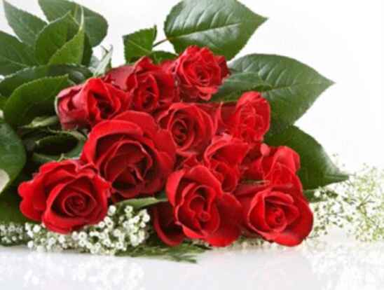 19玫瑰花数量的含义  玫瑰花数量，19朵的寓意与象征，19朵玫瑰花数量的含义，浪漫爱情与永恒承诺--第1张