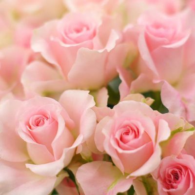粉冰蓝玫瑰花语是什么意思  粉冰蓝玫瑰花语