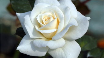 白玫瑰花语是什么含义  白玫瑰花语的含义，白玫瑰的花语含义，纯洁、高贵、天真和纯洁的爱。--第1张