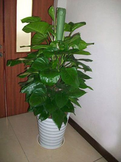 1000种盆栽植物名称  1000种盆栽植物名称大集合，1000种盆栽植物名称大集合，精选绿意盎然的植物盆栽--第1张