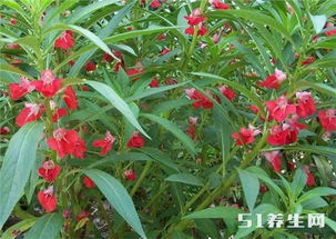 凤仙花治白头发方法  凤仙花治白头发方法--第1张