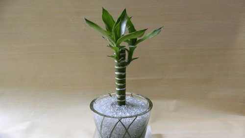 最适合庭院种植的竹子  最适合庭院种植的竹子--第1张