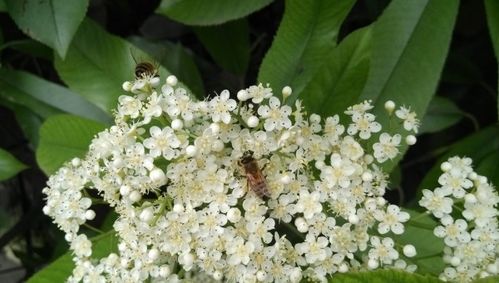 石楠花的花语  石楠花的花语，石楠花的花语，永恒的爱与约定、庄重。--第1张