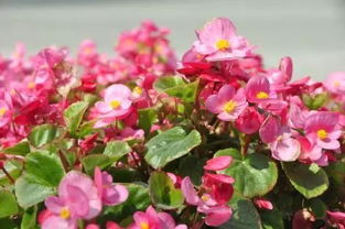 四季海棠花花期  四季海棠花花期--第1张