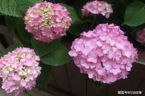 绣球花忌讳放在家吗  绣球花忌讳放在家吗--第1张