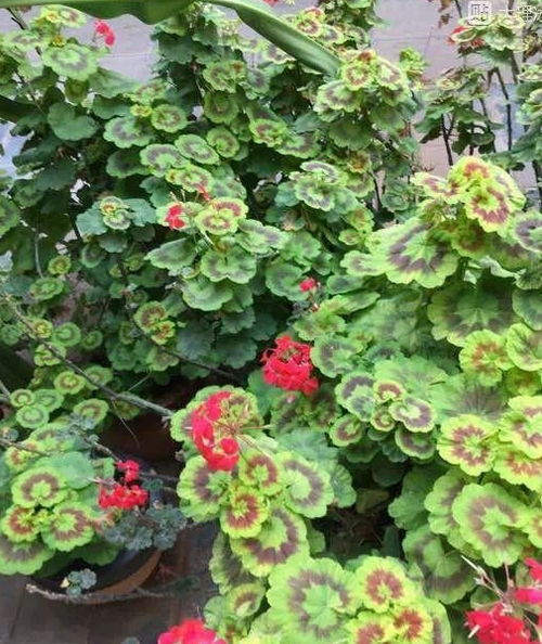 彩叶万年青  彩叶万年青，绿色生活的艺术之选--第1张