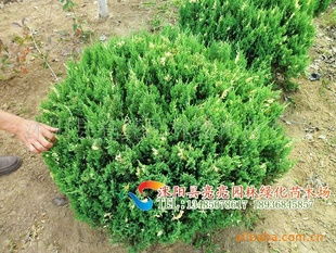 球柏  球柏的魅力，球柏的奇妙世界--第1张