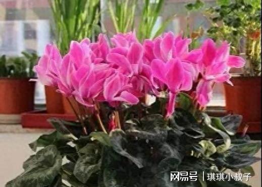 仙客来花的寓意  仙客来花的寓意--第1张