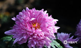 菊花的种类  菊花种类大观，千姿百态，各具特色，菊花的种类，千姿百态，各具特色的菊花大观--第1张