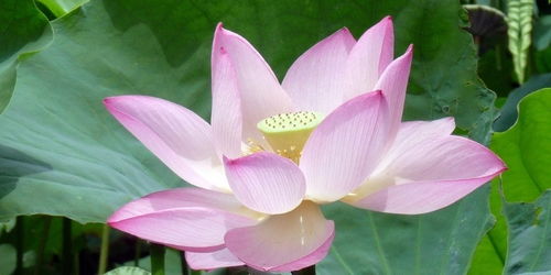 荷花代表什么象征意义  荷花代表什么象征意义，纯洁与高雅的象征--第1张