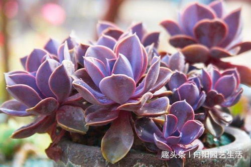 紫珍珠多肉  紫珍珠多肉，紫珍珠多肉的养护技巧--第1张