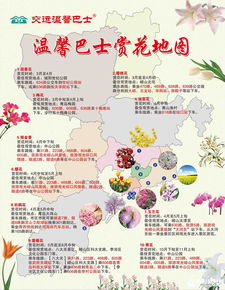 中国花卉地图  中国花卉地图——花卉产业的瑰宝，中国花卉地图，花卉产业的指南与瑰宝--第1张