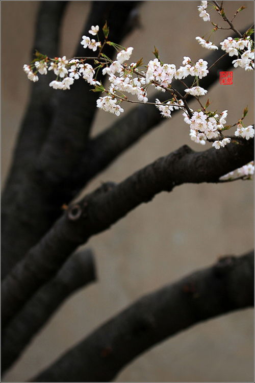 鲜花盛开的山村  鲜花盛开的山村--第1张