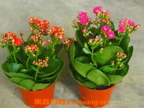 长寿花的养殖方法和注意事项  长寿花的养殖方法和注意事项--第1张