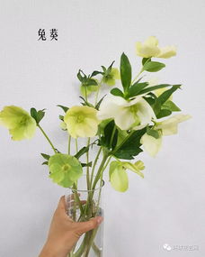花大全100种  花大全100种，花大全100种，花卉品种的全面介绍--第1张