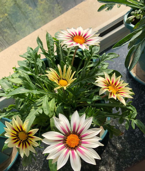 四季开花草花大全  四季开花草花大全--第1张