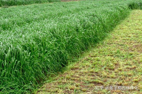黑麦草种植方法和时间  黑麦草种植方法和时间，黑麦草种植时间和方法，全年皆可种植--第1张