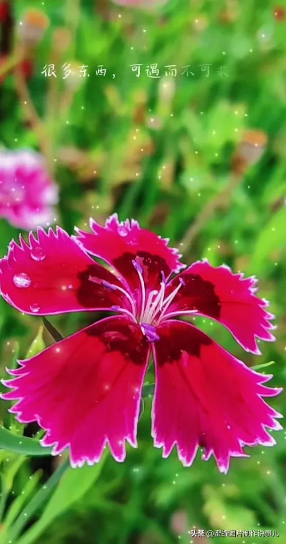 好看的花有哪些  好看的花有哪些，好看的花有哪些之四季绽放的美景--第1张