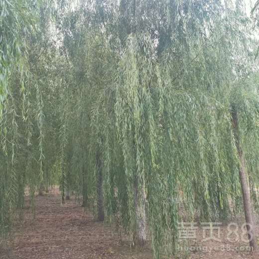 馒头柳和旱柳的区别  馒头柳和旱柳的区别，馒头柳和旱柳的区别，形态特征不同--第1张