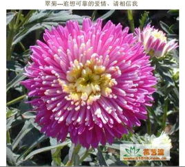 花的花语是什么  花的花语是什么，花的语言，玫瑰花的花语是什么--第1张