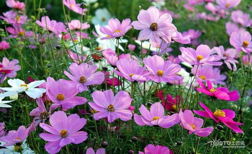 格桑花和波斯菊图片  格桑花与波斯菊——绽放生命之美的花卉图片--第1张
