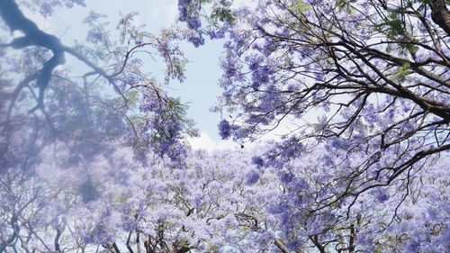 蓝花楹简介  蓝花楹简介--第1张