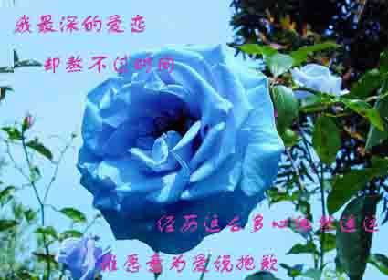 蓝色妖姬最丑图片  蓝色妖姬最丑图片，揭示网络世界的真实面貌--第1张
