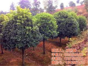 桂花树价格报价参考  桂花树价格报价参考，了解市场行情，选购优质桂花树--第1张