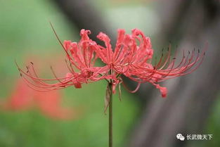 彼岸花图片  彼岸花图片，穿越生死之桥的绚烂之花，穿越生死之桥的绚烂之花，彼岸花图片--第1张