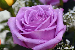 玫瑰蓝色妖姬代表什么  玫瑰蓝色妖姬的象征意义--第1张