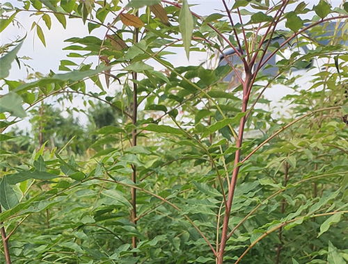 黄连木苗木基地  黄连木苗木基地，绿色生命的摇篮--第1张