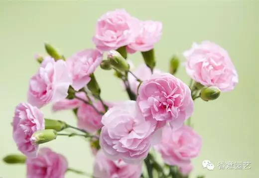 花语康乃馨代表什么  花语康乃馨代表什么，花语康乃馨代表温馨的母爱--第1张