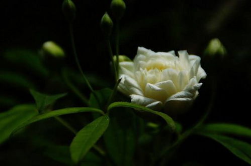 木香花为什么叫鬼招手  木香花为什么叫鬼招手--第1张