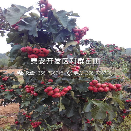 紫薇树苗多少钱一棵  紫薇树苗多少钱一棵--第1张