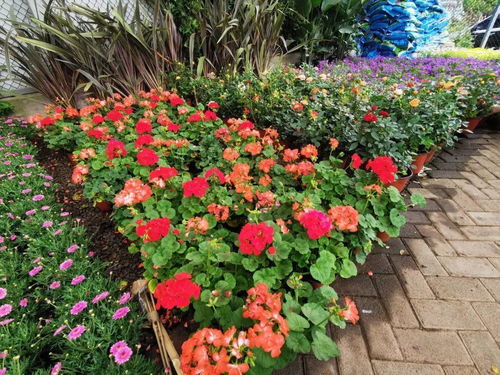 东莞鲜花批发市场在哪  东莞鲜花批发市场在哪--第1张